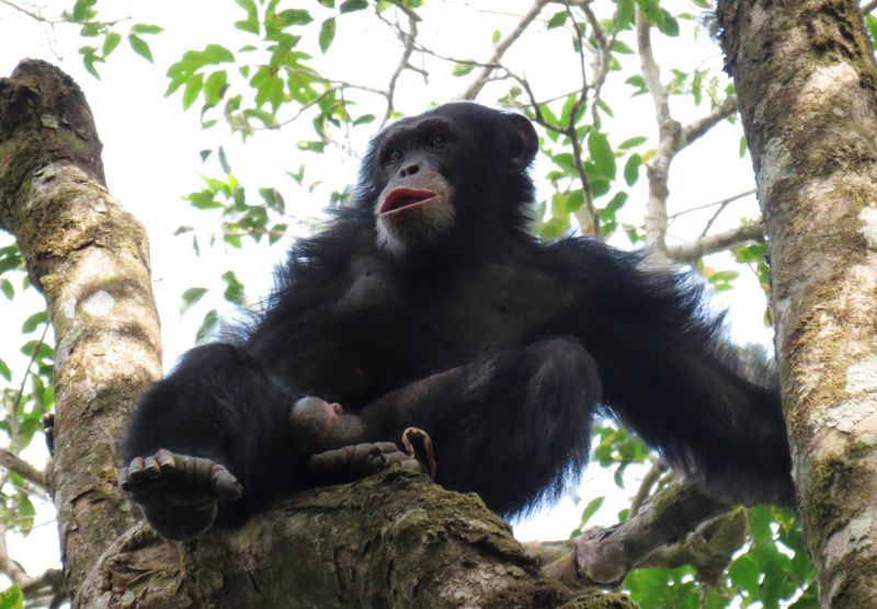 File:Seringbara chimpanzee Koops.JPG