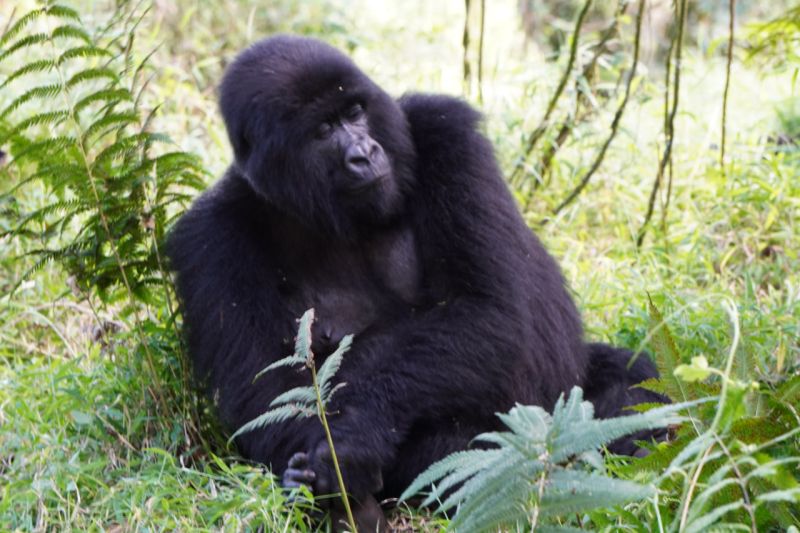 File:Gorilla IOrdazNemeth.jpg