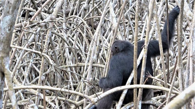 File:Chimpanzee loango woods.jpg