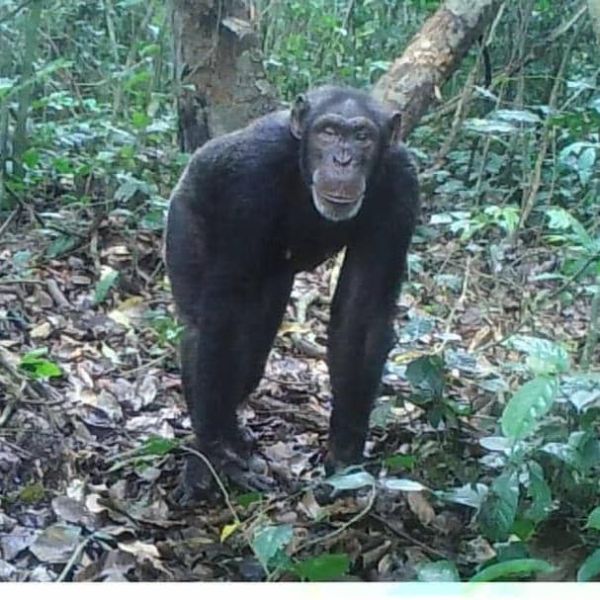 File:Chimpanzee OforiAmanfo.jpg