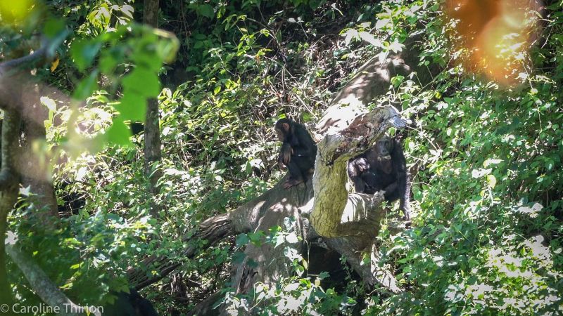 File:Mbudha chimpanzees with galago.jpg