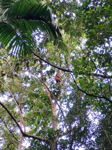 File:OrangutanUSM.jpg