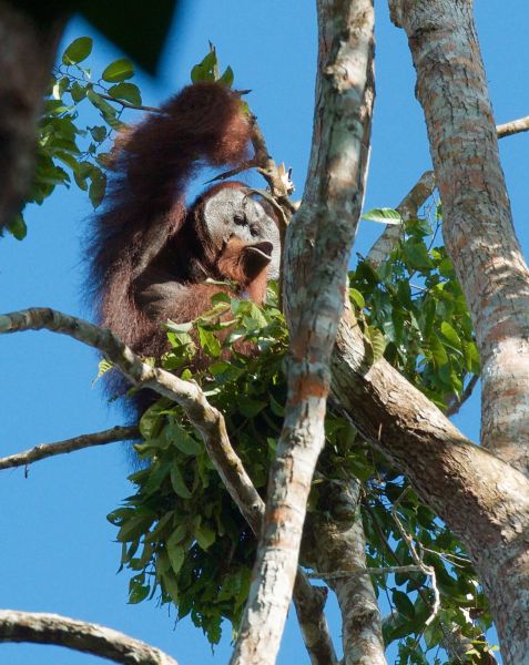 File:As orangutan1 HUTAN.jpg