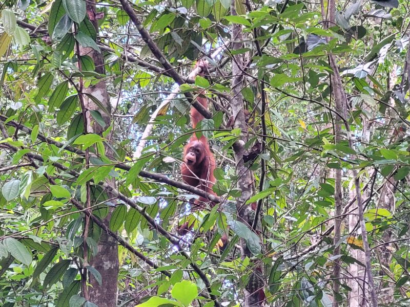 File:Orangutan2 Semenggoh.jpg