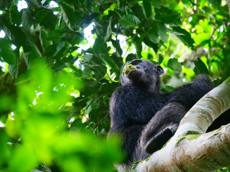 File:Chimpanzee enjoying a wadge S.Brogan.jpg