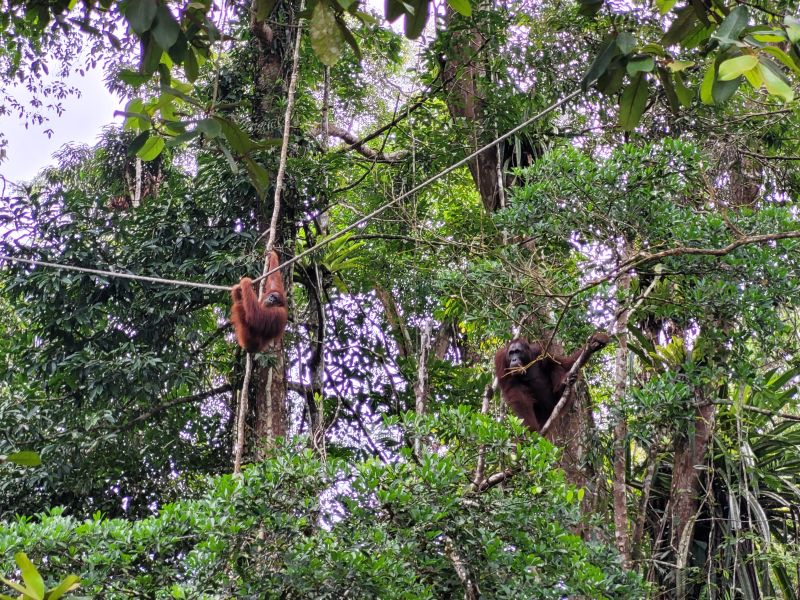 File:Orangutan Semenggoh.jpg