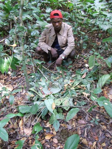 File:GanguGroundNest.JPG