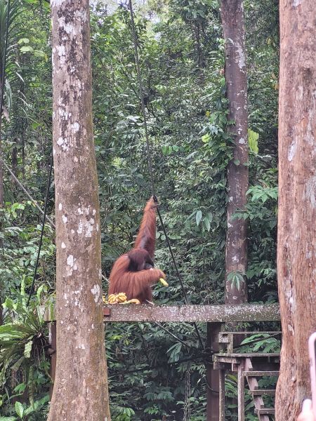 File:Feeding platform Semenggoh.jpg