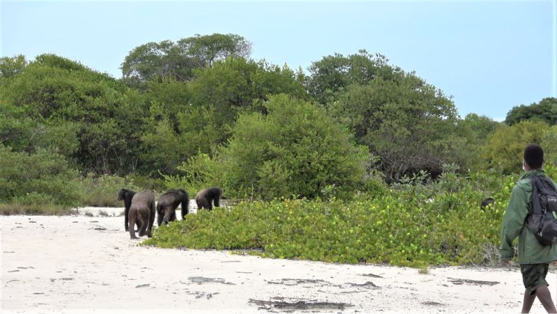 File:Chimpanzees loango coast.jpg