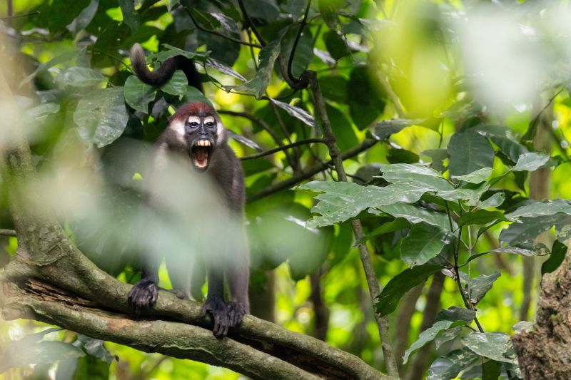 File:ANIOkomu monkey.jpg