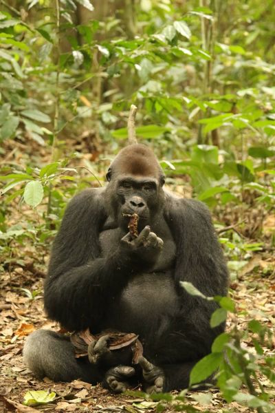 File:Silverback Loya S.Brogan.jpg