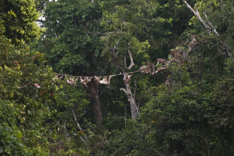 File:Bridge hutan.jpg
