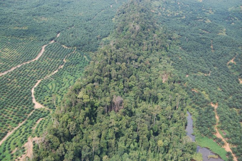 File:Sc forest patch HUTAN.JPG