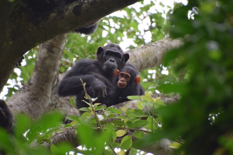 File:Chimpanzee2 Kasokwa Kityedo.JPG