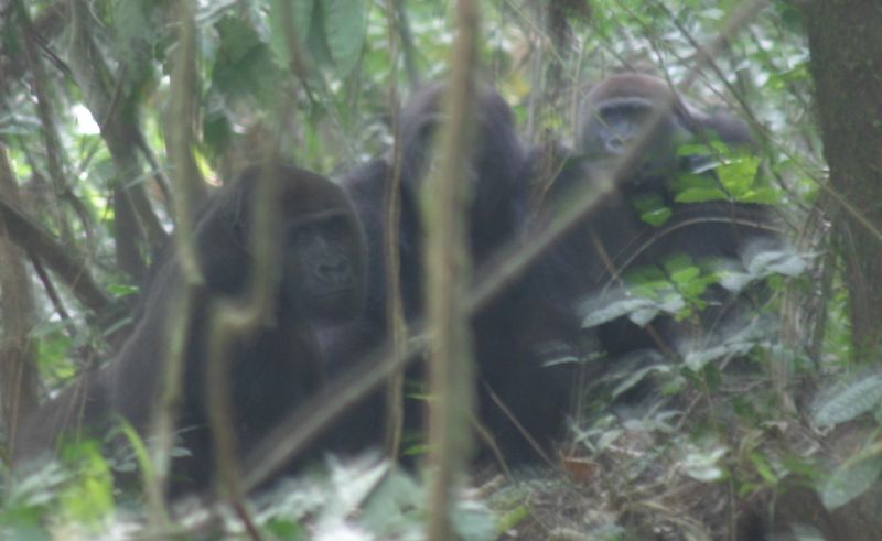 File:Gorilla2 crop.JPG