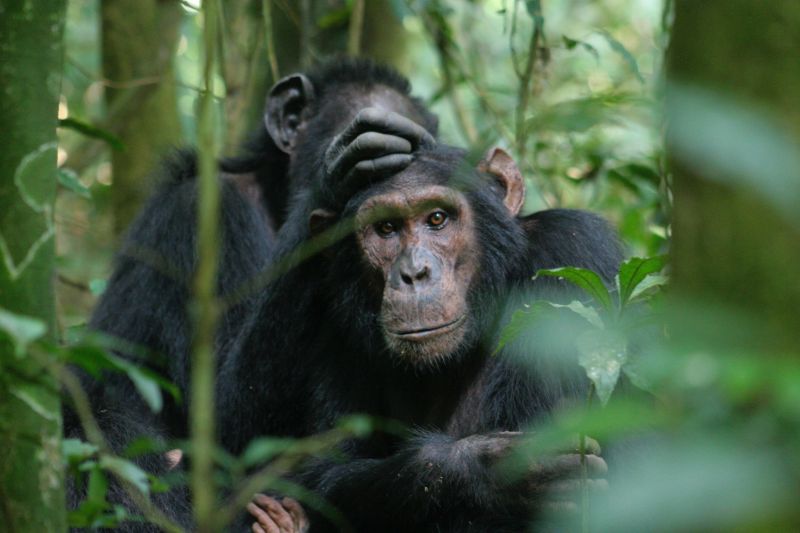 File:Budongo chimpanzee.jpg