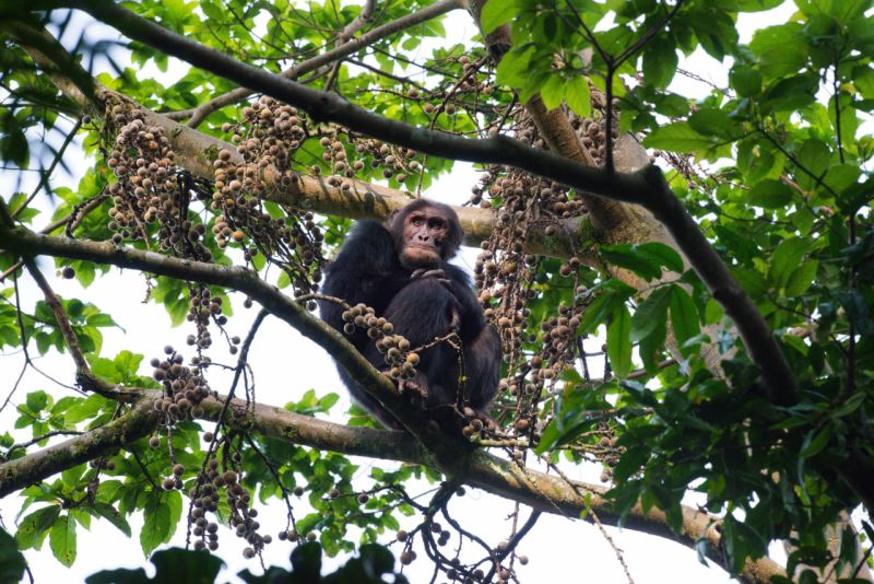 File:Chimpanzee NyungweNP copyright Cyril Grueter.jpg