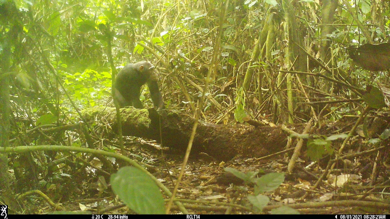 File:Pan troglodytes Lac Tele.png