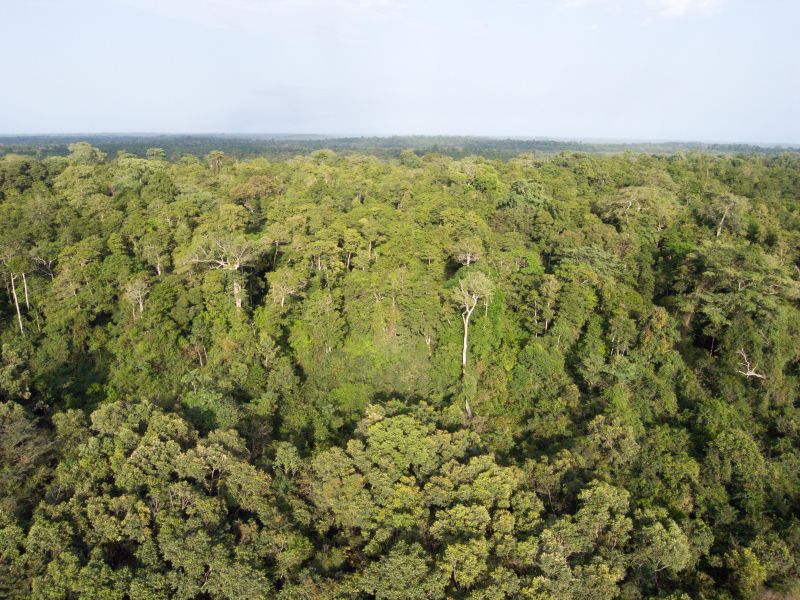 File:Cantanhez forest.jpg