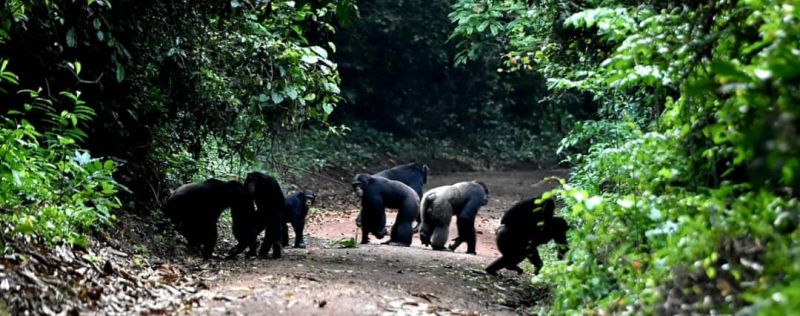 File:Banco chimps Credit OIPRCI.jpg