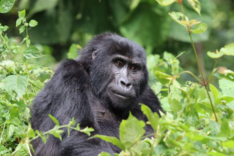 File:BwindiMt gorilla Dirck Byler.jpg
