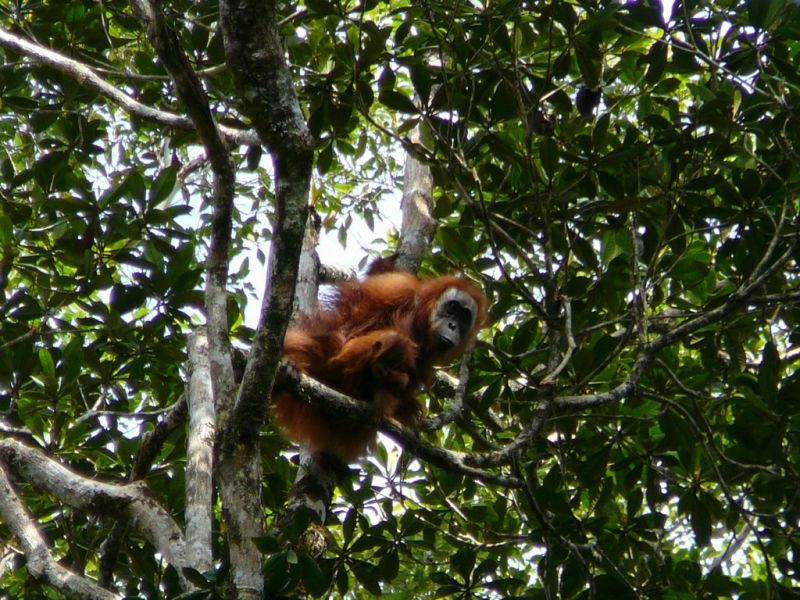 File:Tapanuli orangutan Gabriella Fredriksson.jpg